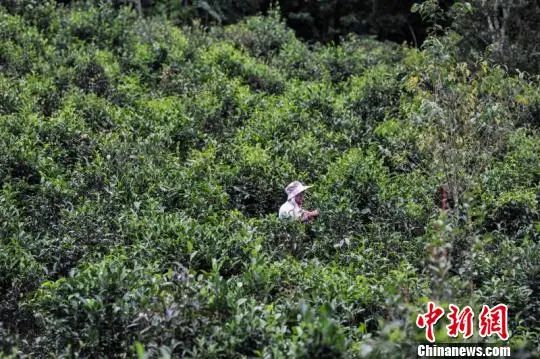 云南富硒普洱茶多少钱(普洱富硒茶的价格)-硒宝网