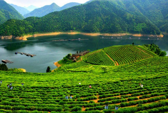 湖南安化黑茶含富硒吗（湖南安化黑茶含有什么物质）-硒宝网