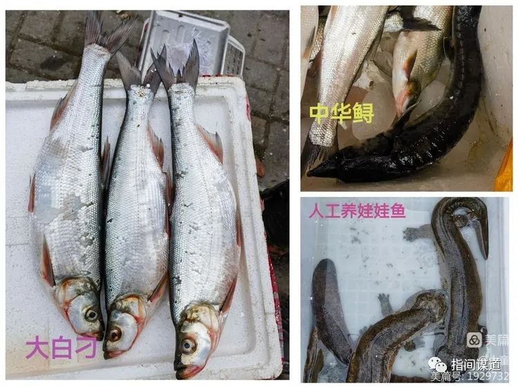 富硒藤茶有胃病能喝吗(富硒腾茶降血糖吗)-硒宝网