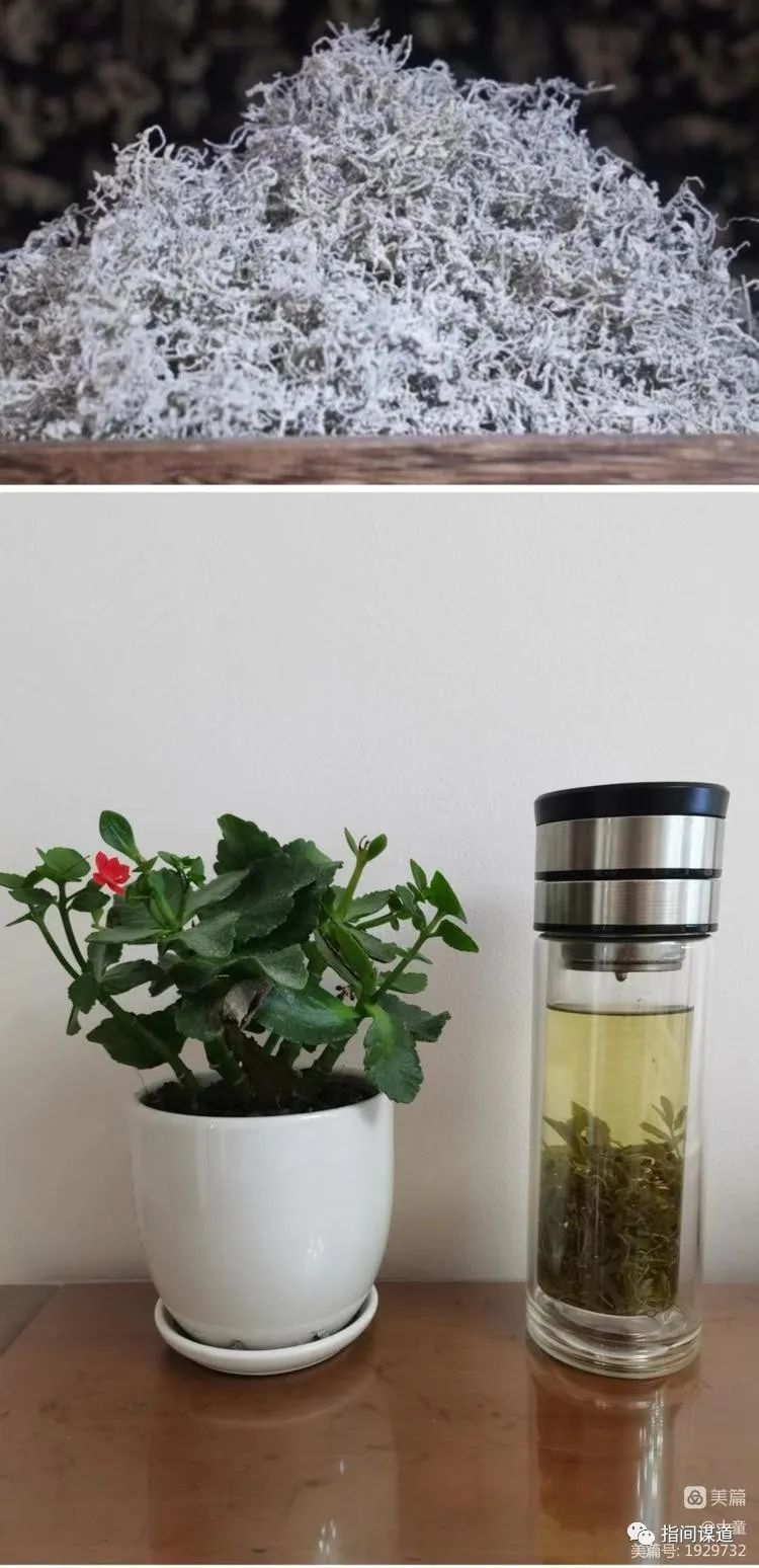 富硒藤茶有胃病能喝吗(富硒腾茶降血糖吗)-硒宝网