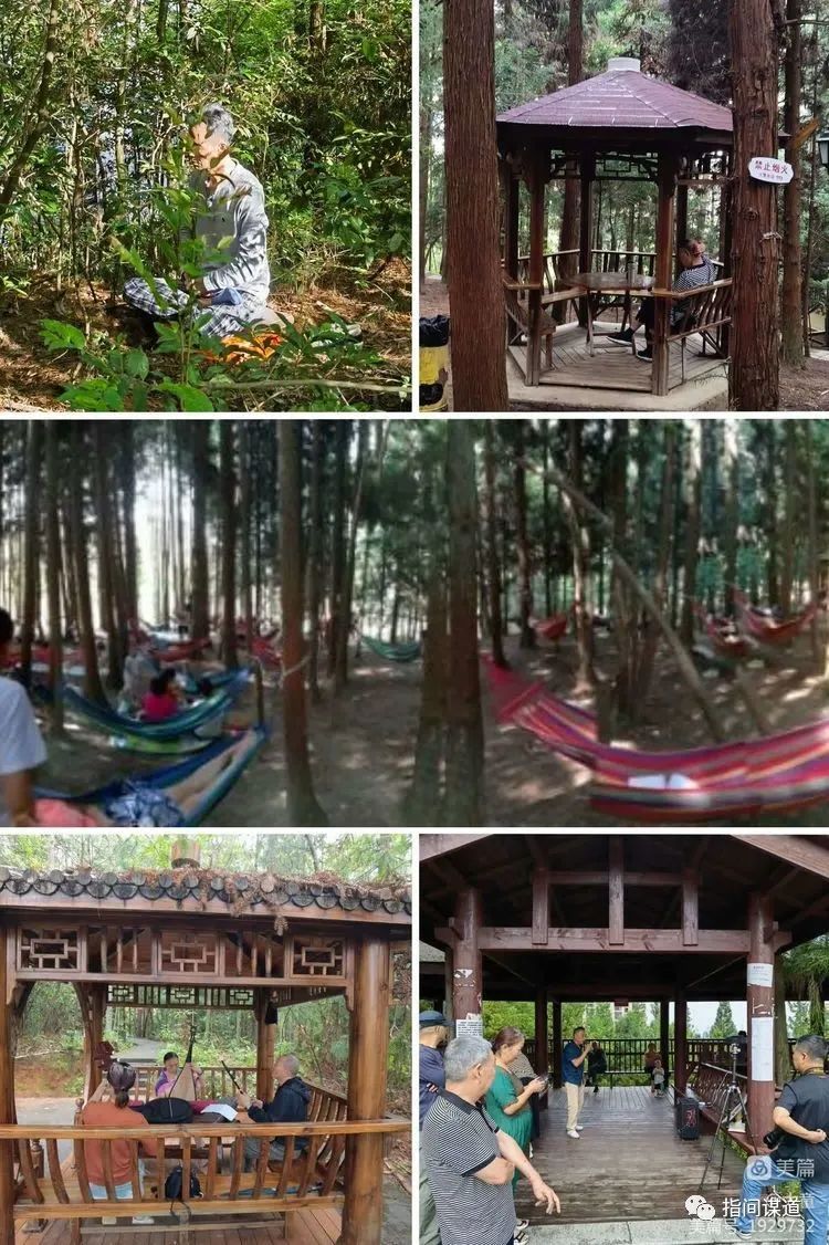 富硒藤茶有胃病能喝吗(富硒腾茶降血糖吗)-硒宝网