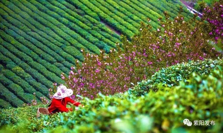 富硒茶国家标准是多少(富硒茶的国家标准)-硒宝网