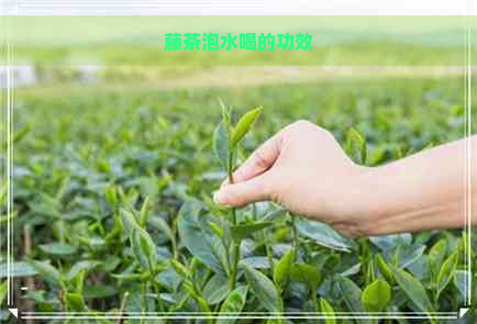 富硒藤茶适合哪些人喝（喝适合富硒人藤茶的好处）-硒宝网