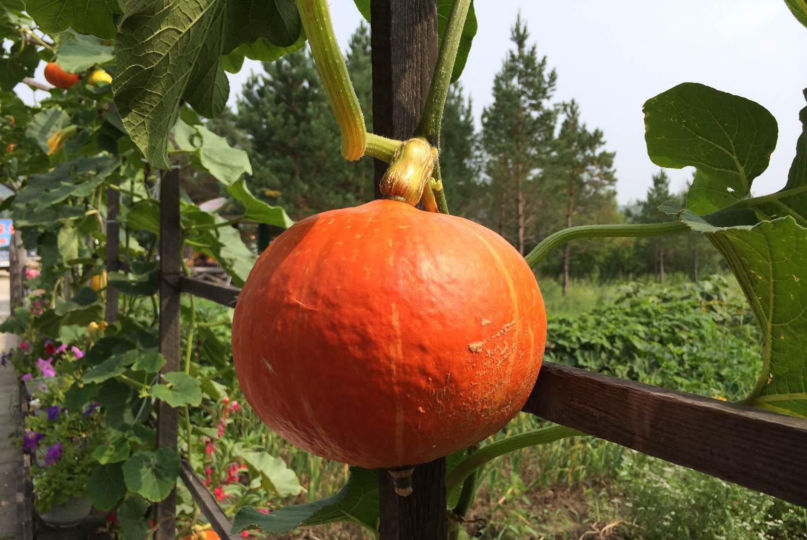 怀孕几个月查微量元素(怀孕查微量元素月子能查吗)-硒宝网