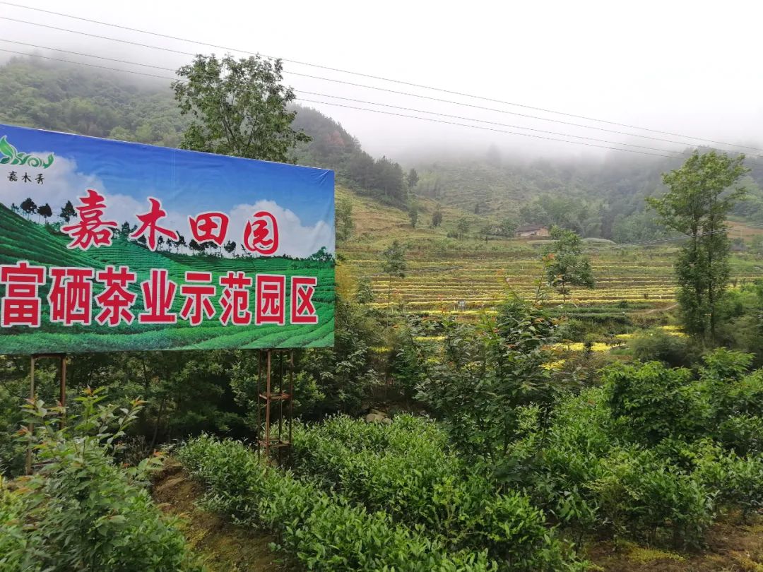 第四届安康富硒茶大赛(安康富硒茶礼盒)-硒宝网