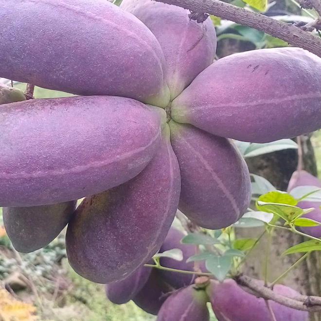 安徽池州市富硒茶贵吗(贵池富硒村)-硒宝网