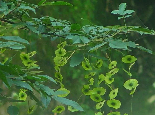 糖尿病喝富硒藤茶好吗（富硒藤茶对糖尿病有用吗）-硒宝网