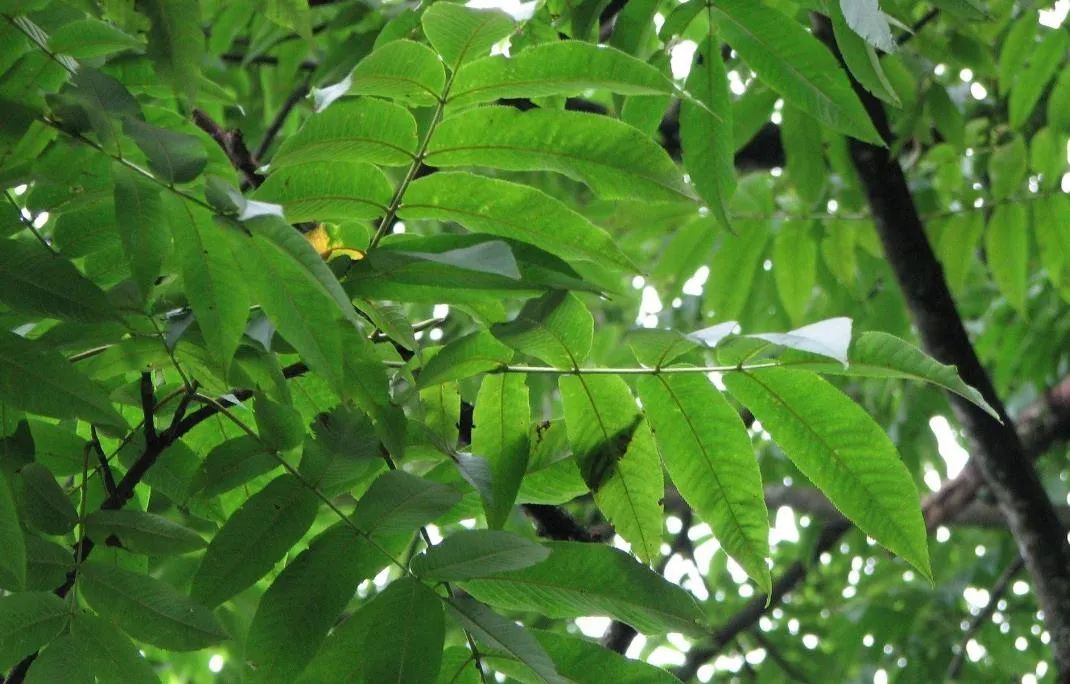 糖尿病喝富硒藤茶好吗（富硒藤茶对糖尿病有用吗）-硒宝网