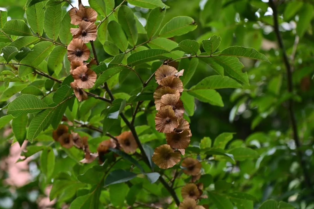 糖尿病喝富硒藤茶好吗（富硒藤茶对糖尿病有用吗）-硒宝网