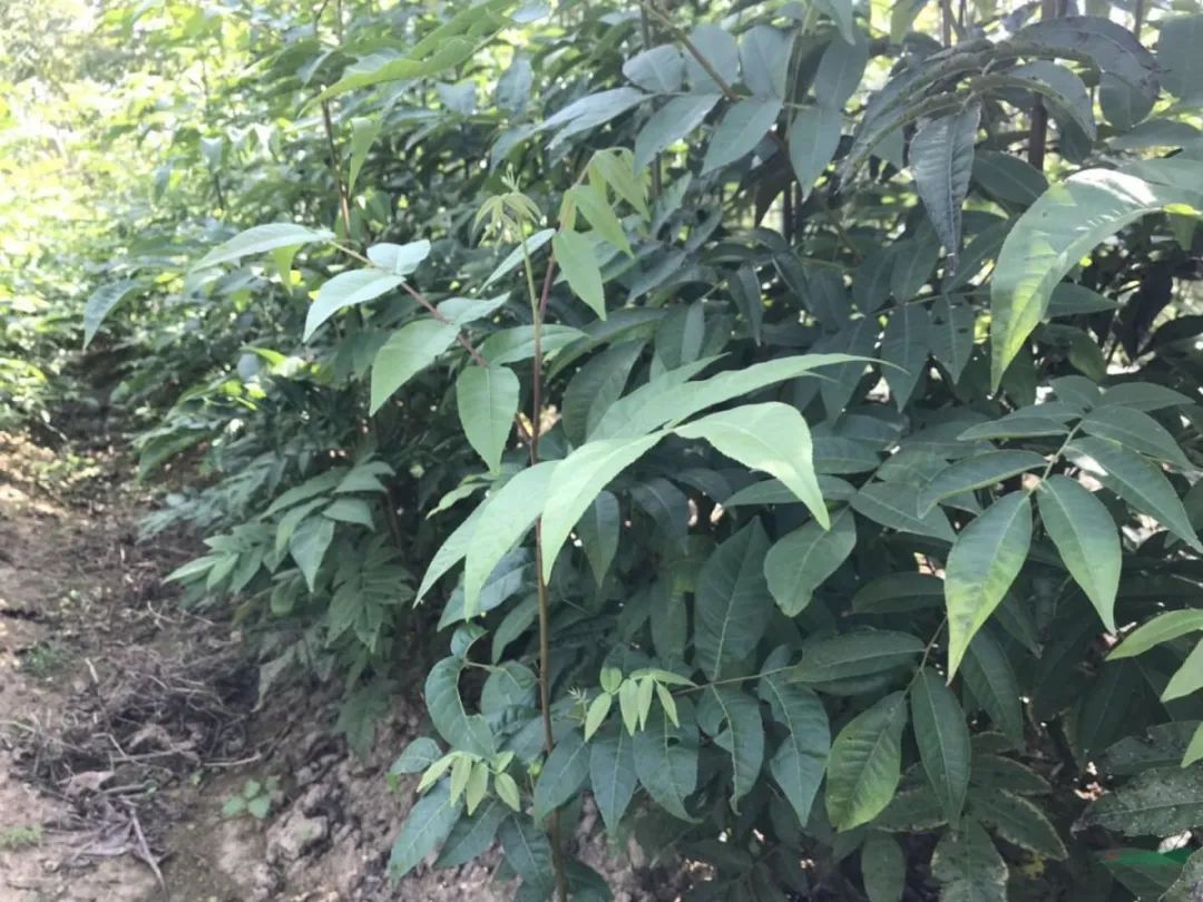 糖尿病喝富硒藤茶好吗（富硒藤茶对糖尿病有用吗）-硒宝网