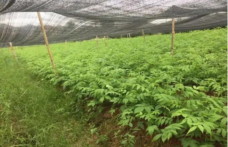 糖尿病喝富硒藤茶好吗（富硒藤茶对糖尿病有用吗）-硒宝网