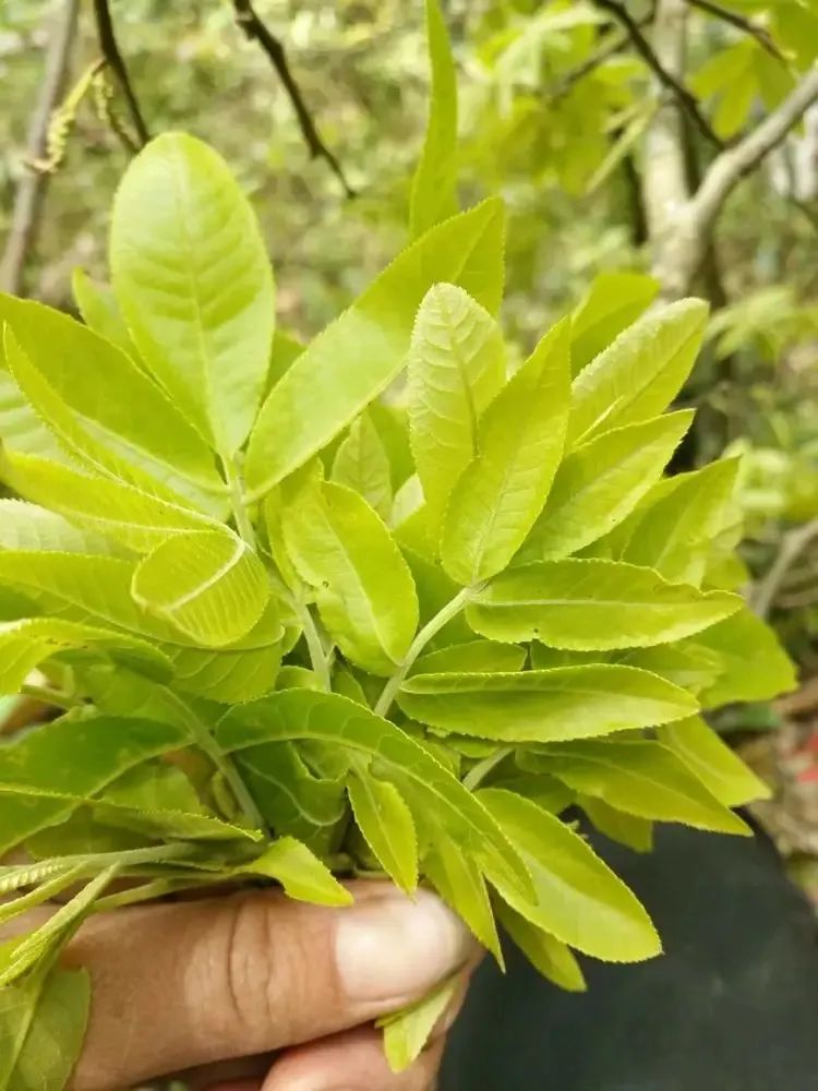 糖尿病喝富硒藤茶好吗（富硒藤茶对糖尿病有用吗）-硒宝网