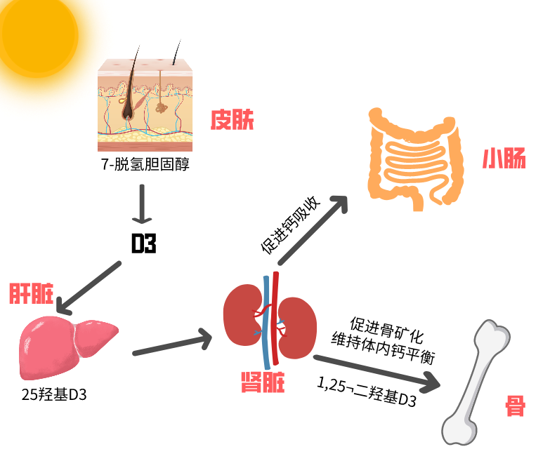 女孩补钙的最佳年龄段(女孩子补钙)-硒宝网