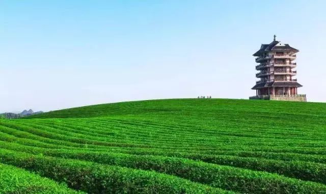 富硒荞子茶哪里产的好(茶产荞子富硒好吗)-硒宝网