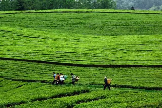 富硒荞子茶哪里产的好(茶产荞子富硒好吗)-硒宝网