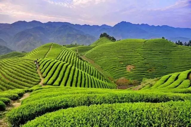 富硒荞子茶哪里产的好(茶产荞子富硒好吗)-硒宝网