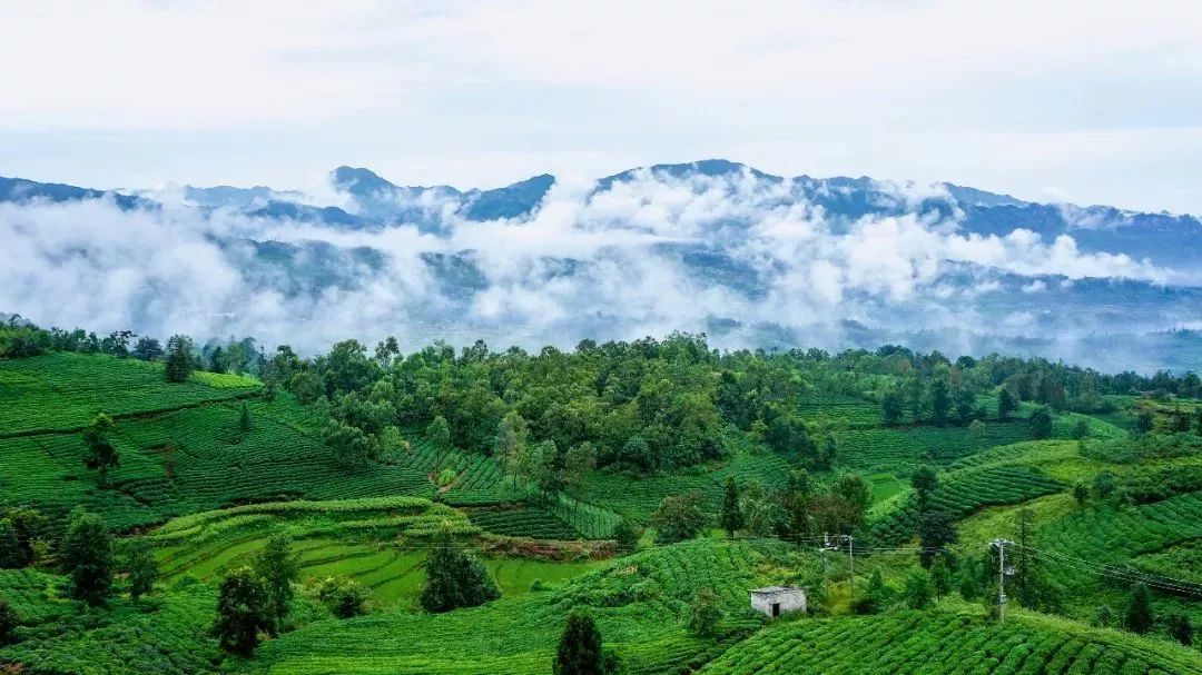 富硒荞子茶哪里产的好(茶产荞子富硒好吗)-硒宝网