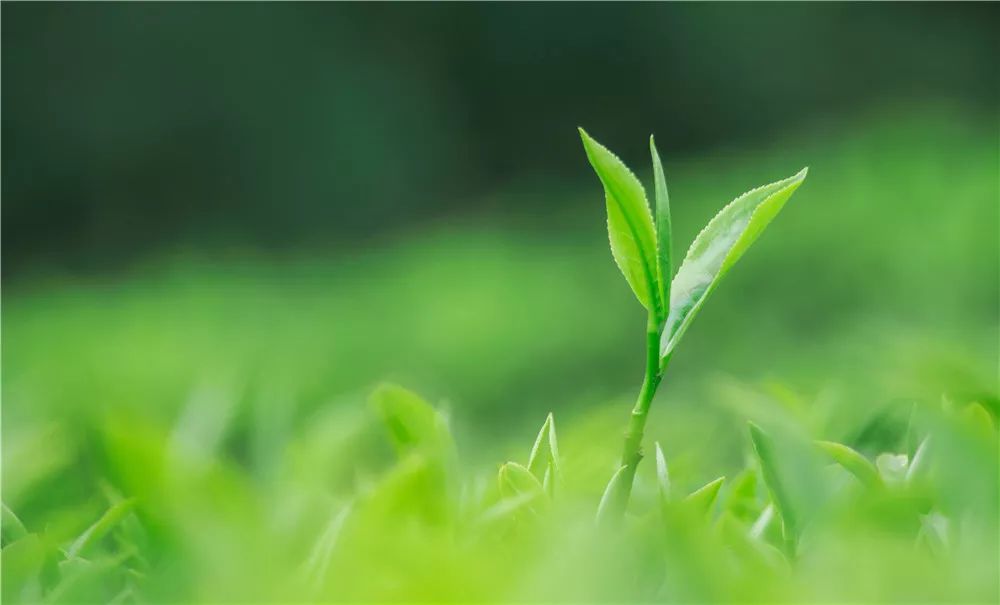 富硒荞子茶哪里产的好(茶产荞子富硒好吗)-硒宝网