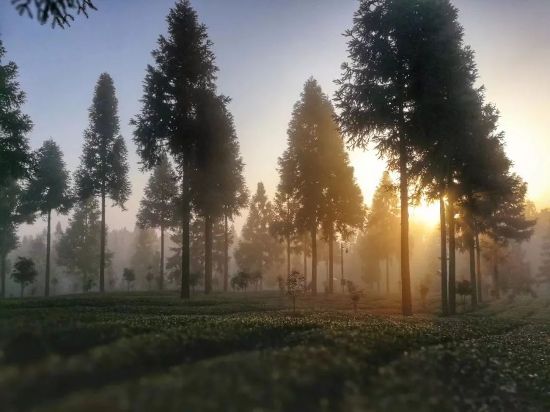 富硒荞子茶哪里产的好(茶产荞子富硒好吗)-硒宝网