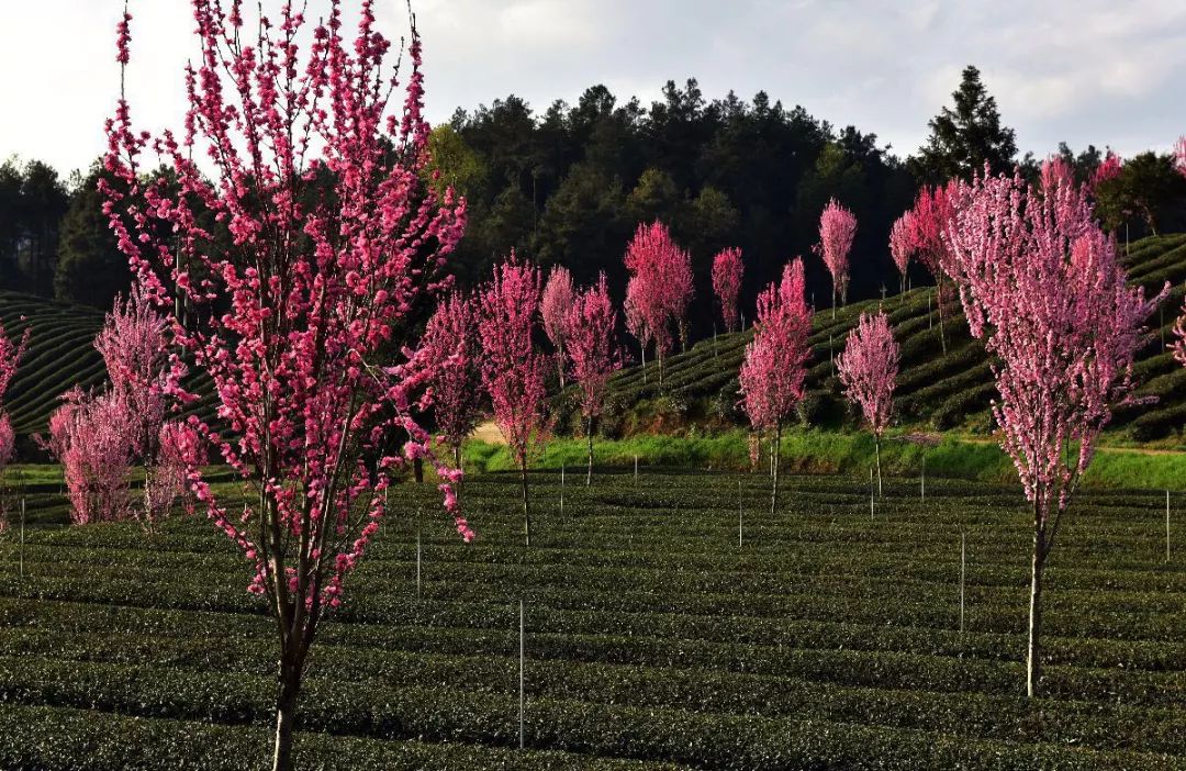 富硒荞子茶哪里产的好(茶产荞子富硒好吗)-硒宝网