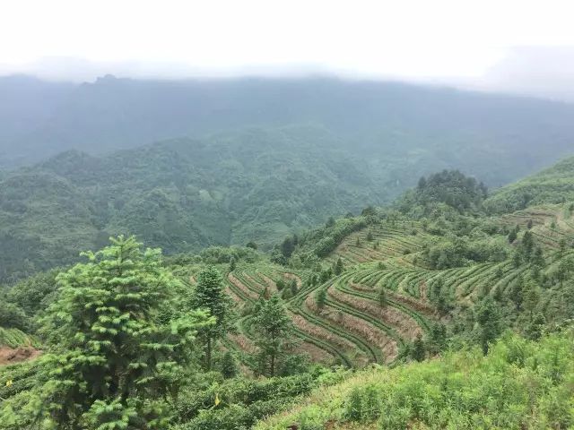 富硒荞子茶哪里产的好(茶产荞子富硒好吗)-硒宝网