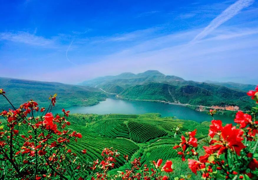 富硒荞子茶哪里产的好(茶产荞子富硒好吗)-硒宝网