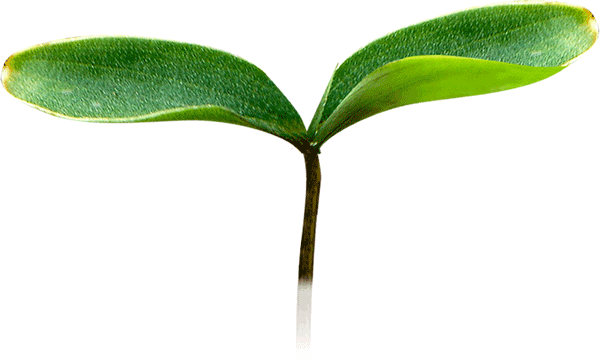 富硒荞子茶哪里产的好(茶产荞子富硒好吗)-硒宝网