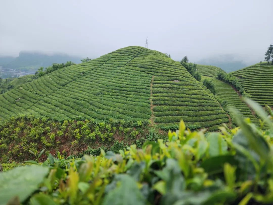 恩施富硒茶的市场价格(恩施富硒茶市场定位分析)-硒宝网