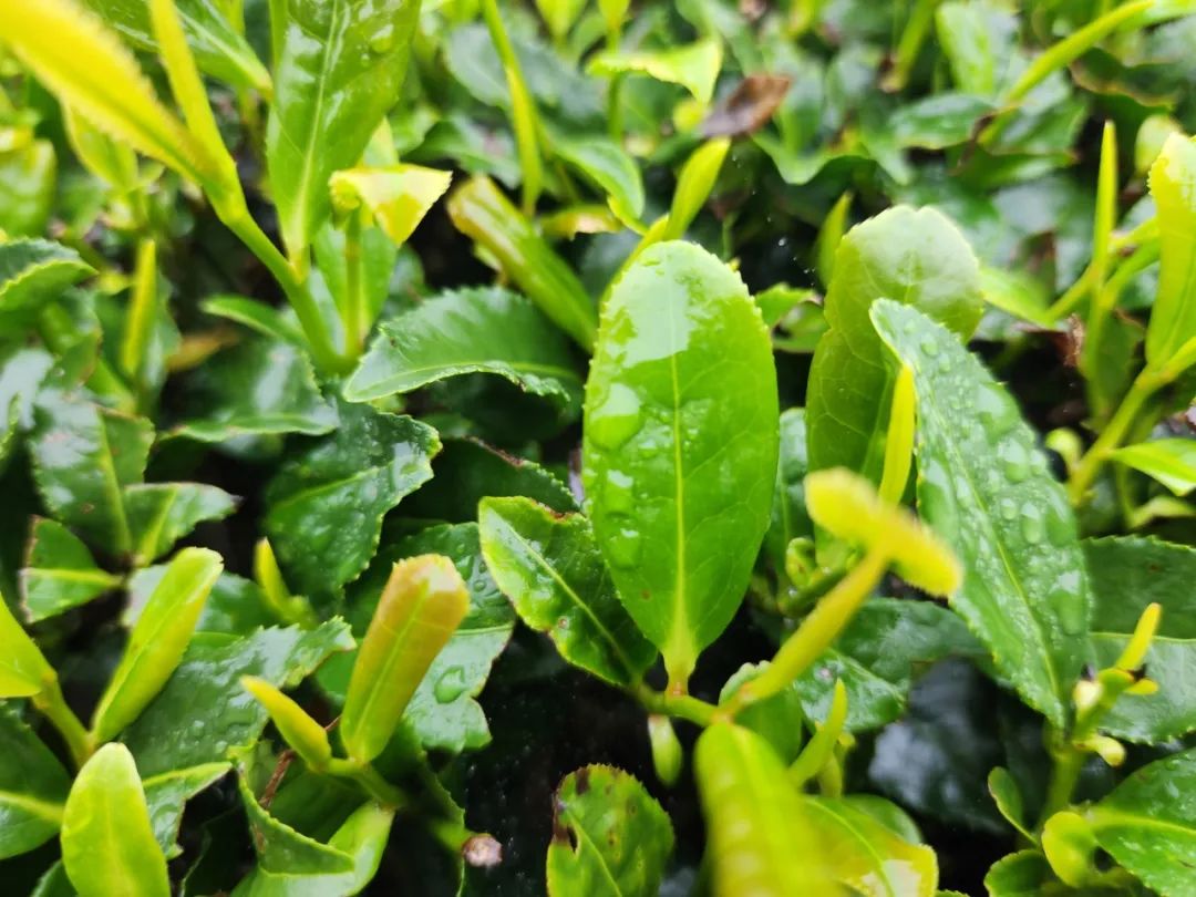 恩施富硒茶的市场价格(恩施富硒茶市场定位分析)-硒宝网