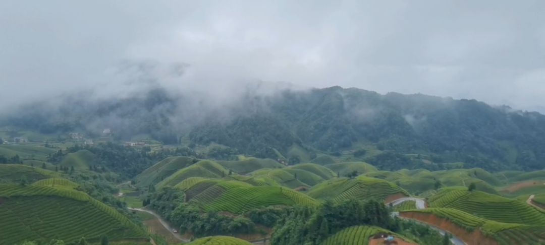 恩施富硒茶的市场价格(恩施富硒茶市场定位分析)-硒宝网