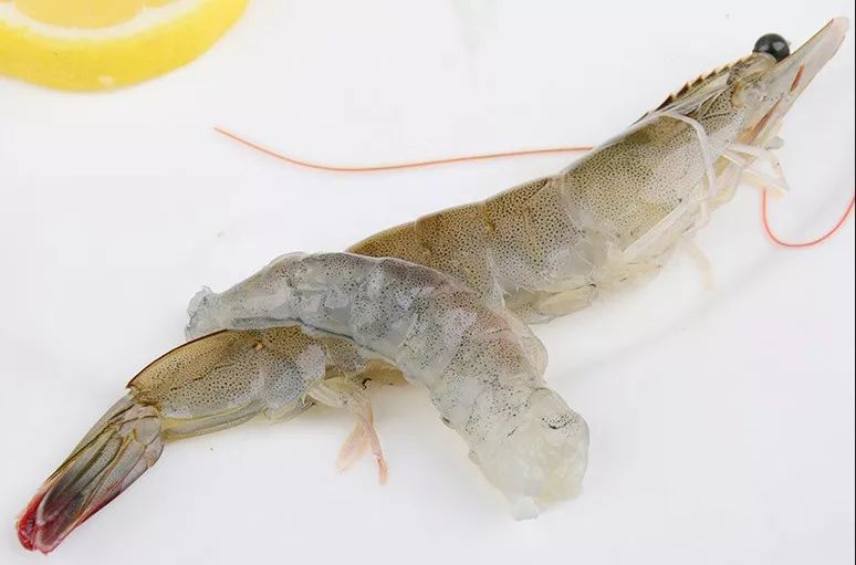 基围虾补钙吗(基围虾补钙多还是河虾)-硒宝网