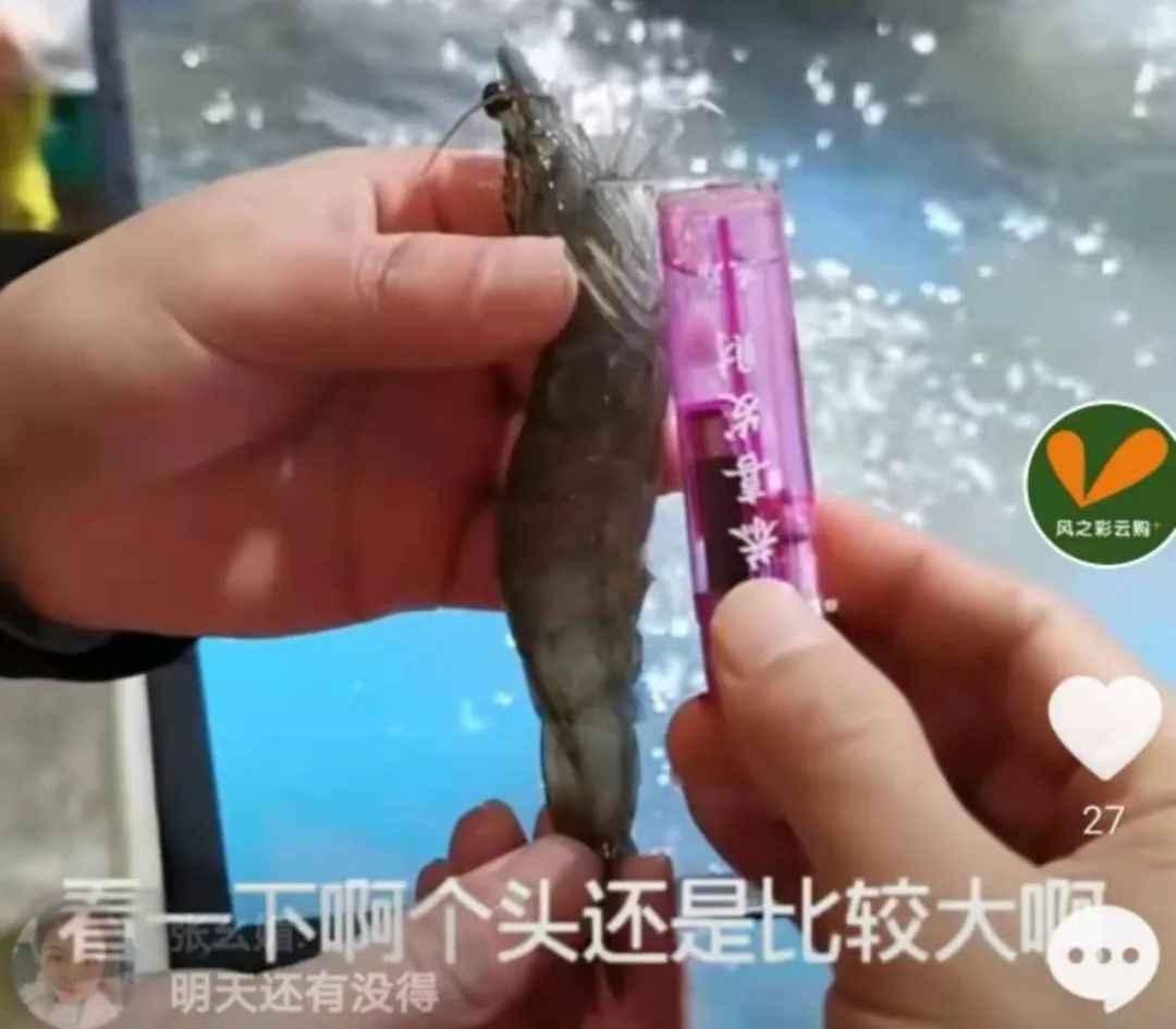 基围虾补钙吗(基围虾补钙多还是河虾)-硒宝网