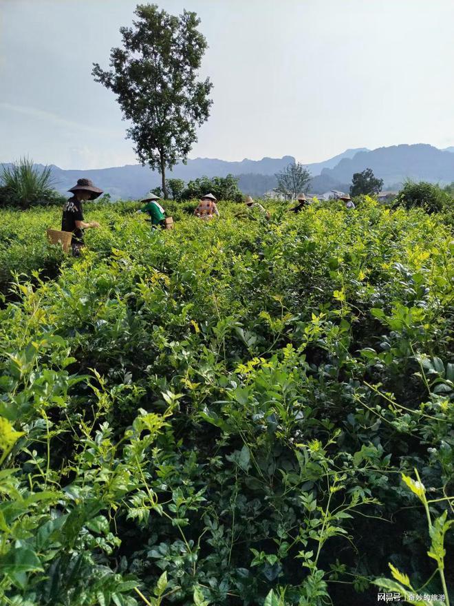 富硒茶是哪类的茶叶呢(茶叶茶类富硒是什么东西)-硒宝网