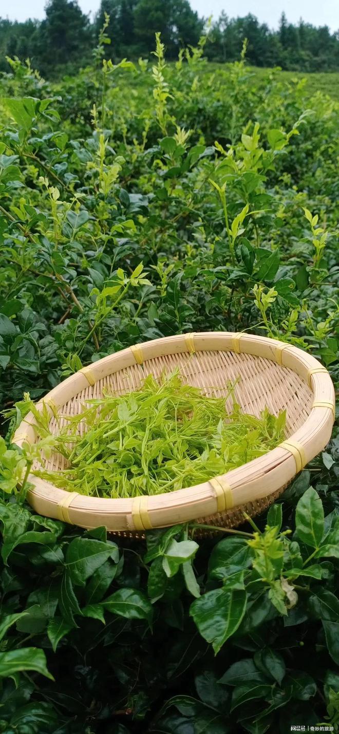 富硒茶是哪类的茶叶呢(茶叶茶类富硒是什么东西)-硒宝网