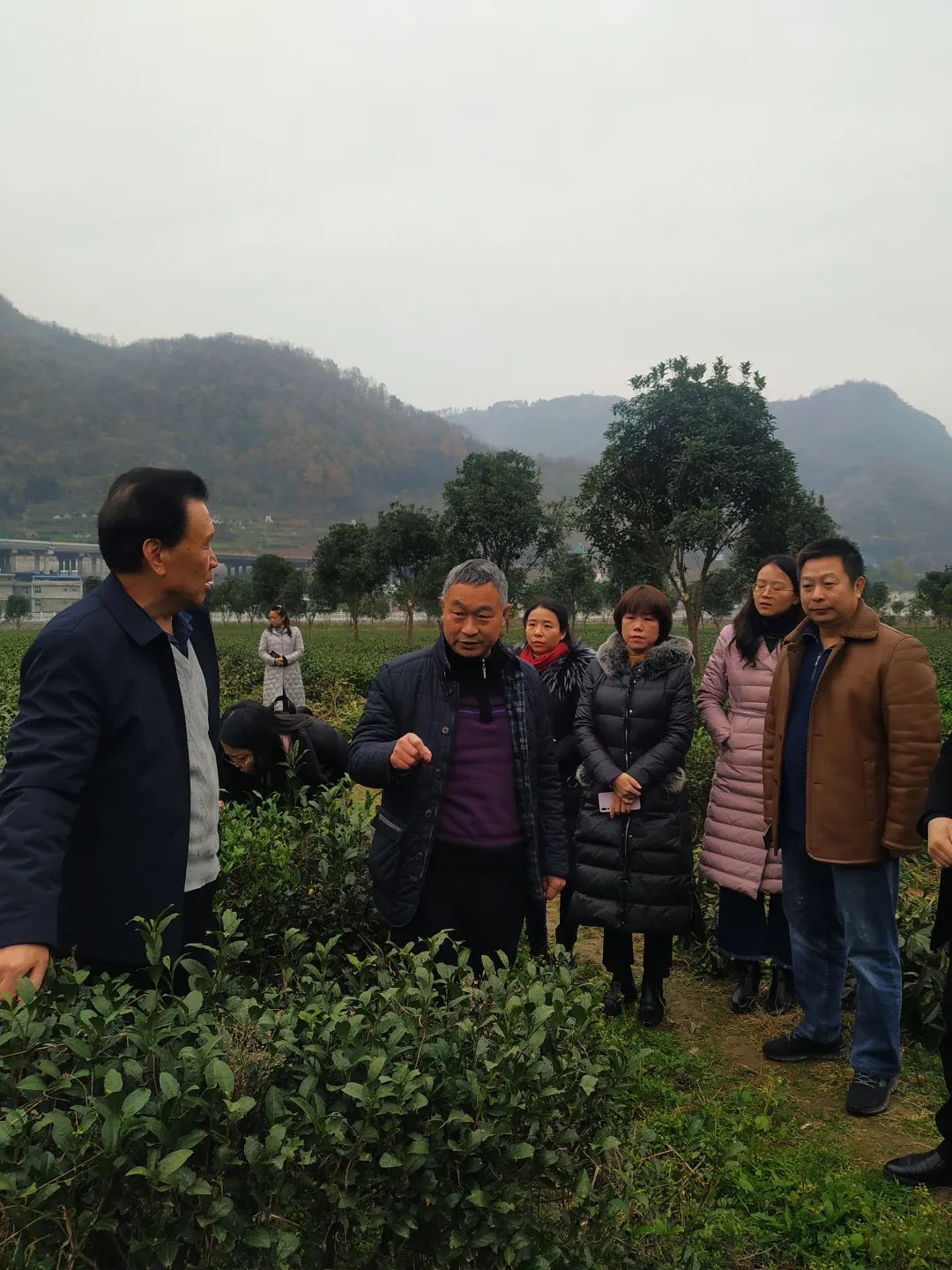 紫阳富硒茶王是谁做的(紫阳富硒茶厂)-硒宝网