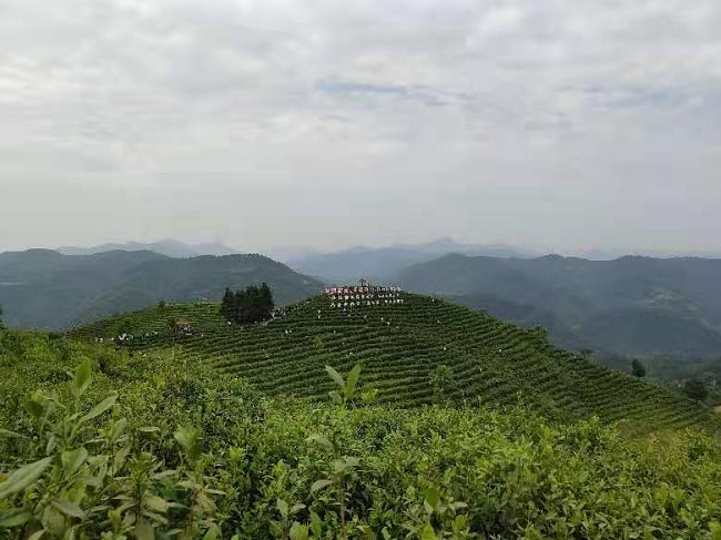 紫阳富硒茶王是谁做的(紫阳富硒茶厂)-硒宝网