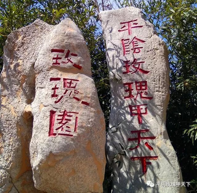 芳蕾富硒玫瑰茶多少钱(玫瑰花蕾茶的市场价格)-硒宝网