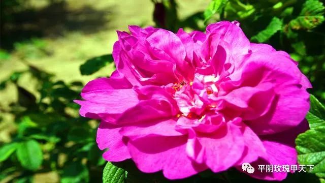 芳蕾富硒玫瑰茶多少钱(玫瑰花蕾茶的市场价格)-硒宝网