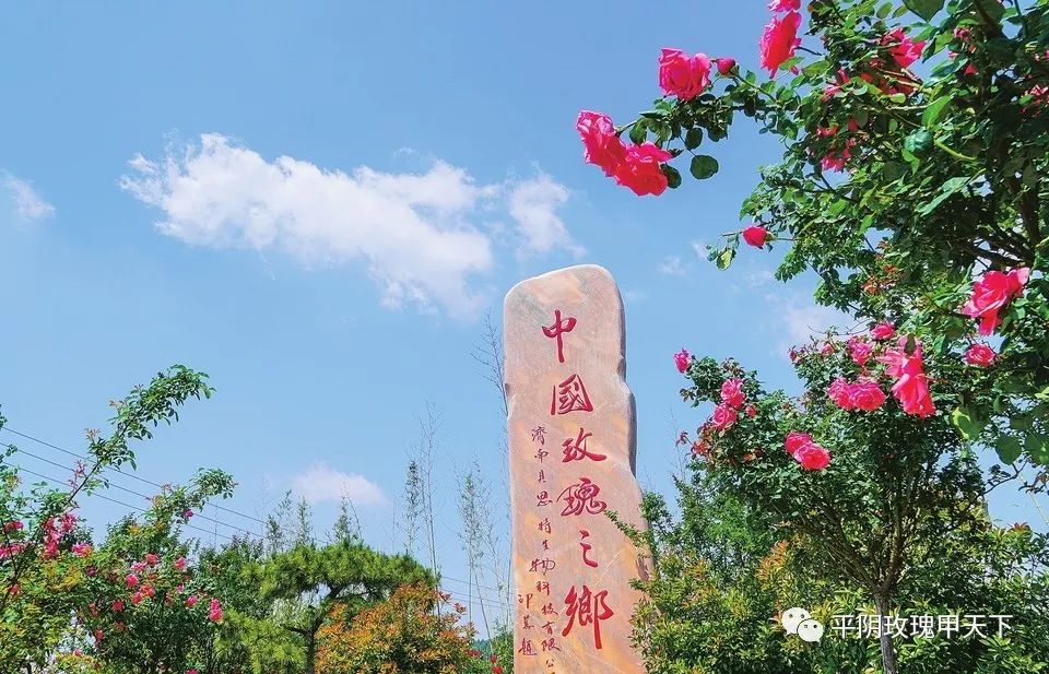 芳蕾富硒玫瑰茶多少钱(玫瑰花蕾茶的市场价格)-硒宝网