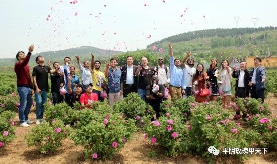 芳蕾富硒玫瑰茶多少钱(玫瑰花蕾茶的市场价格)-硒宝网