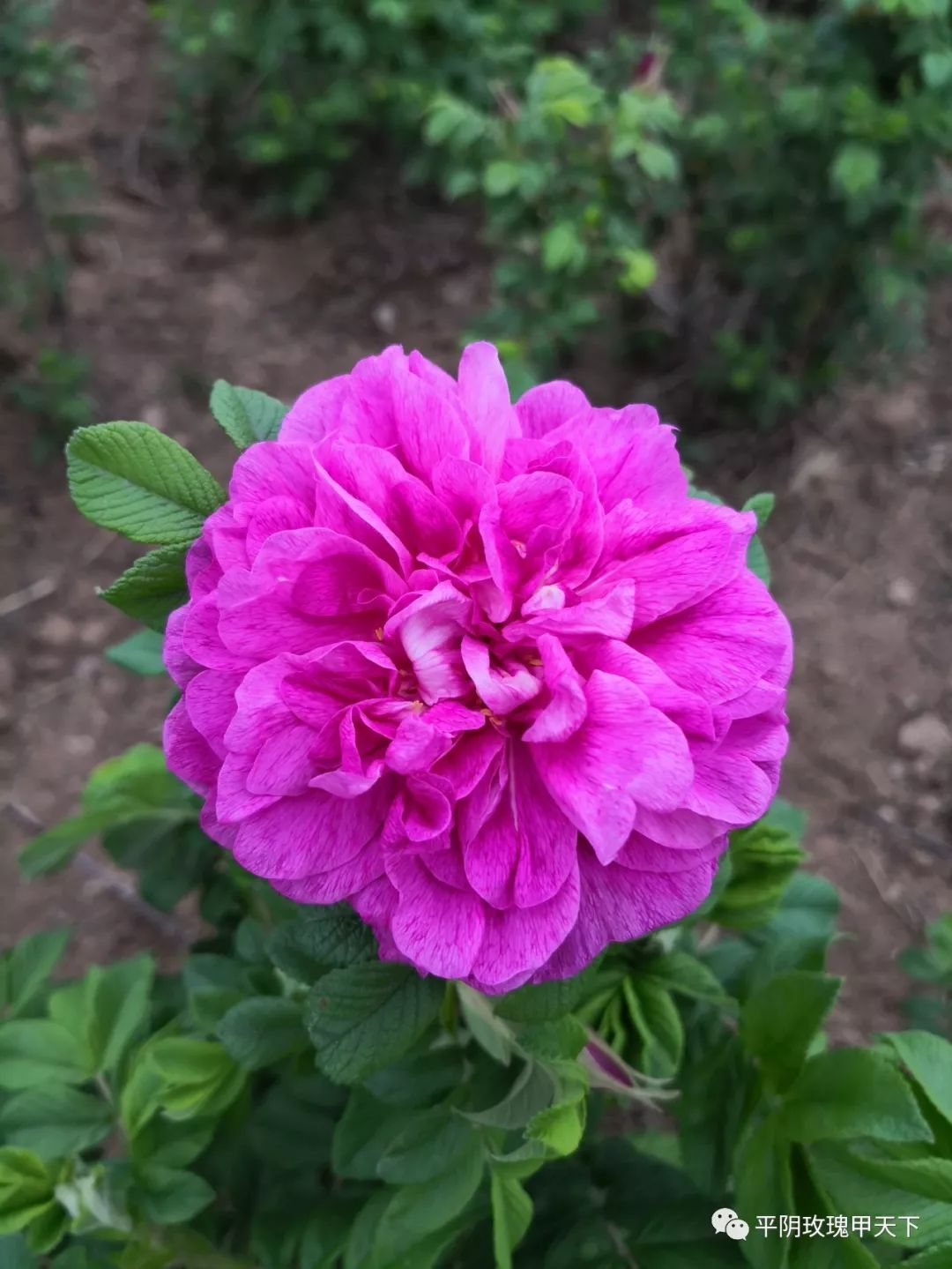 芳蕾富硒玫瑰茶多少钱(玫瑰花蕾茶的市场价格)-硒宝网