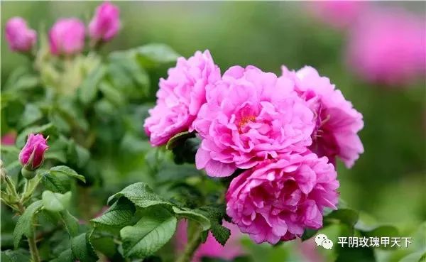 芳蕾富硒玫瑰茶多少钱(玫瑰花蕾茶的市场价格)-硒宝网