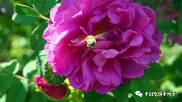 芳蕾富硒玫瑰茶多少钱(玫瑰花蕾茶的市场价格)-硒宝网