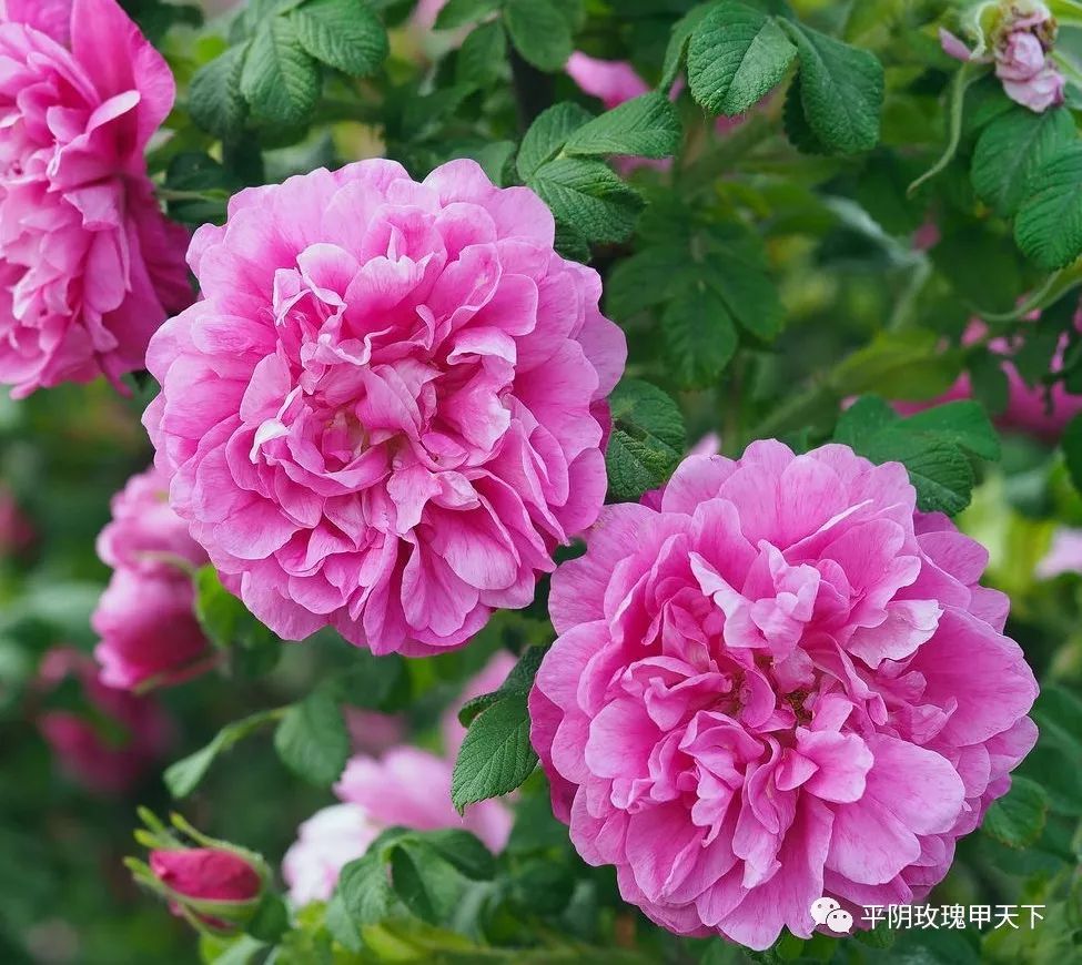 芳蕾富硒玫瑰茶多少钱(玫瑰花蕾茶的市场价格)-硒宝网