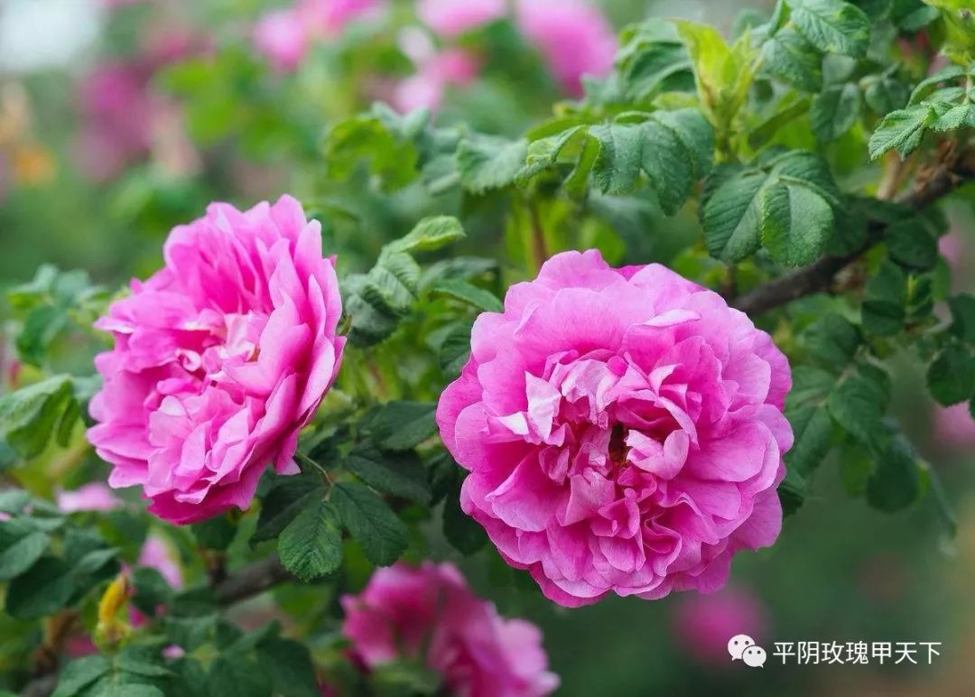芳蕾富硒玫瑰茶多少钱(玫瑰花蕾茶的市场价格)-硒宝网