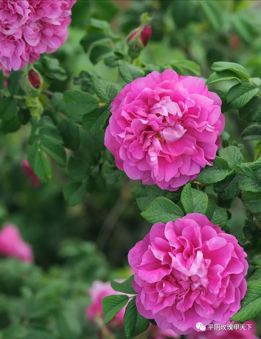 芳蕾富硒玫瑰茶多少钱(玫瑰花蕾茶的市场价格)-硒宝网