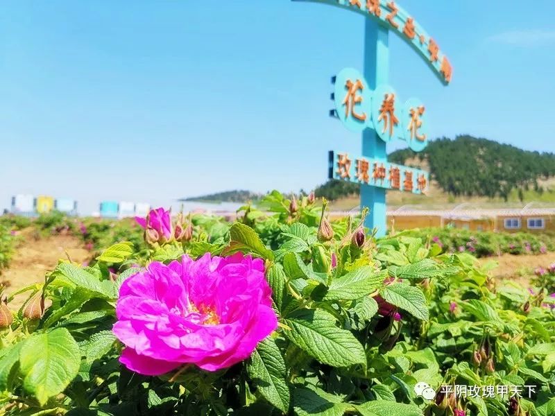 芳蕾富硒玫瑰茶多少钱(玫瑰花蕾茶的市场价格)-硒宝网