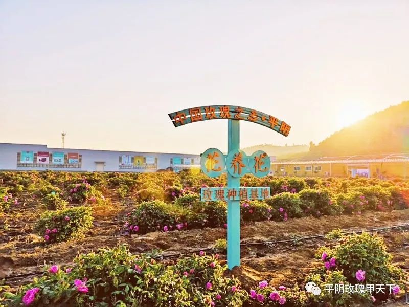 芳蕾富硒玫瑰茶多少钱(玫瑰花蕾茶的市场价格)-硒宝网