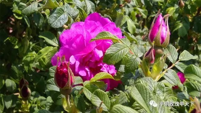 芳蕾富硒玫瑰茶多少钱(玫瑰花蕾茶的市场价格)-硒宝网