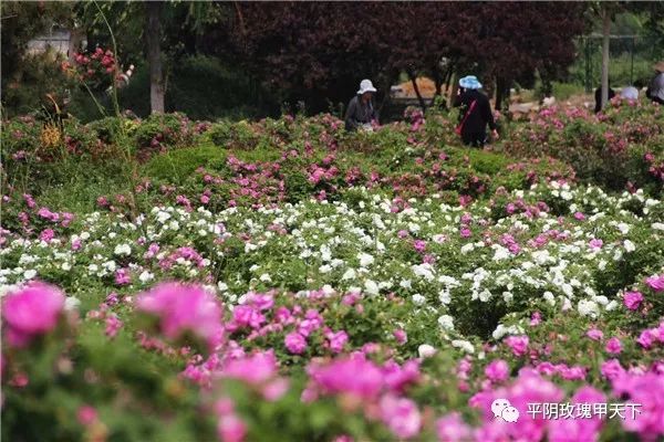 芳蕾富硒玫瑰茶多少钱(玫瑰花蕾茶的市场价格)-硒宝网